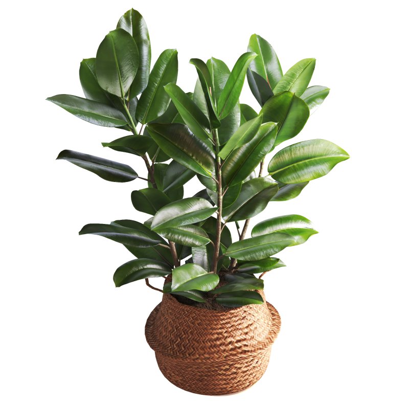 Indoor Plant Ficus with a basket pot - Image 2