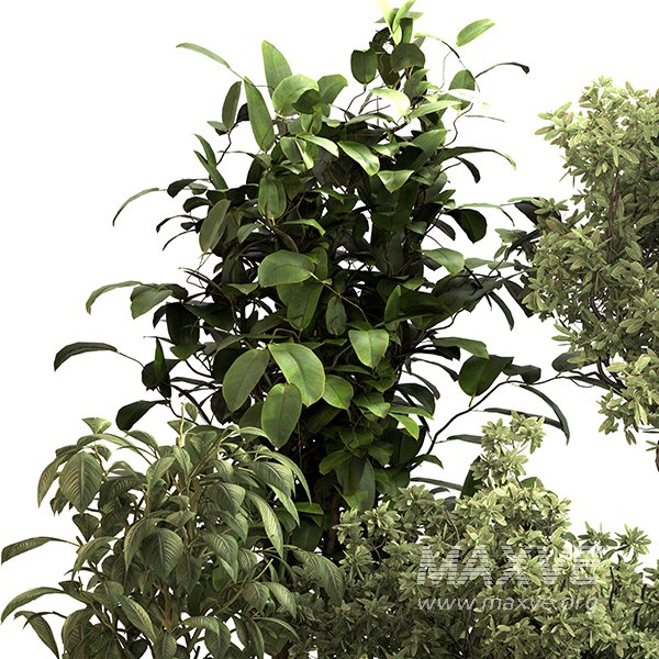 Indoor Plant Set 0152 - Image 3