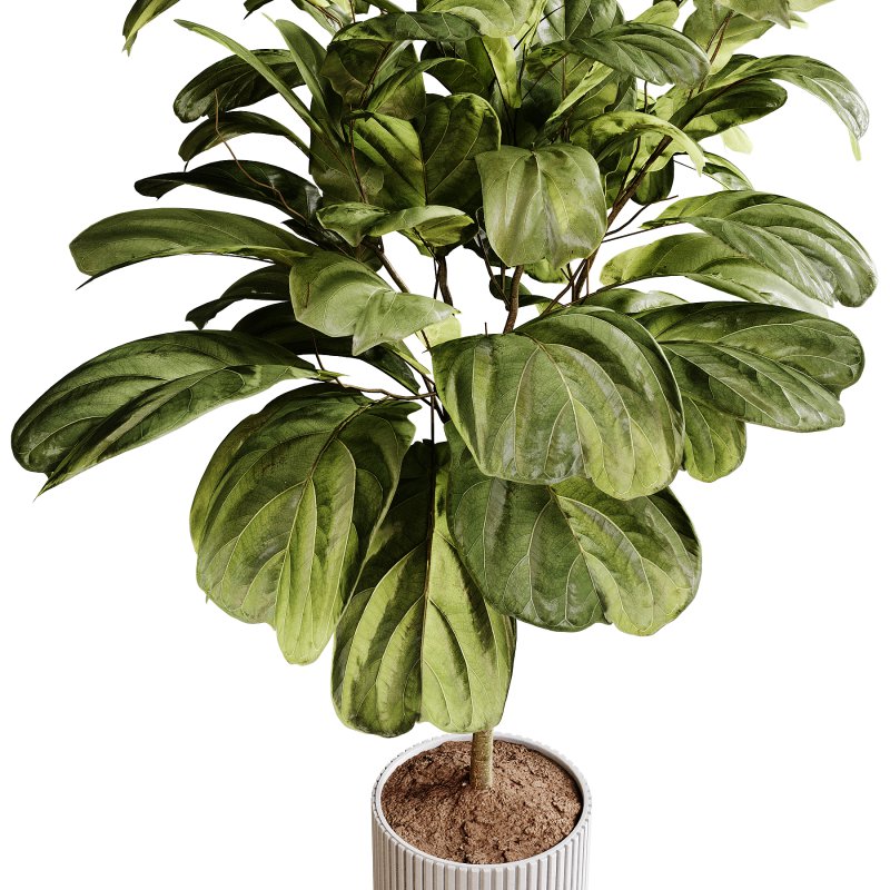 Indoor plants 90 – Plant in pot - Image 3