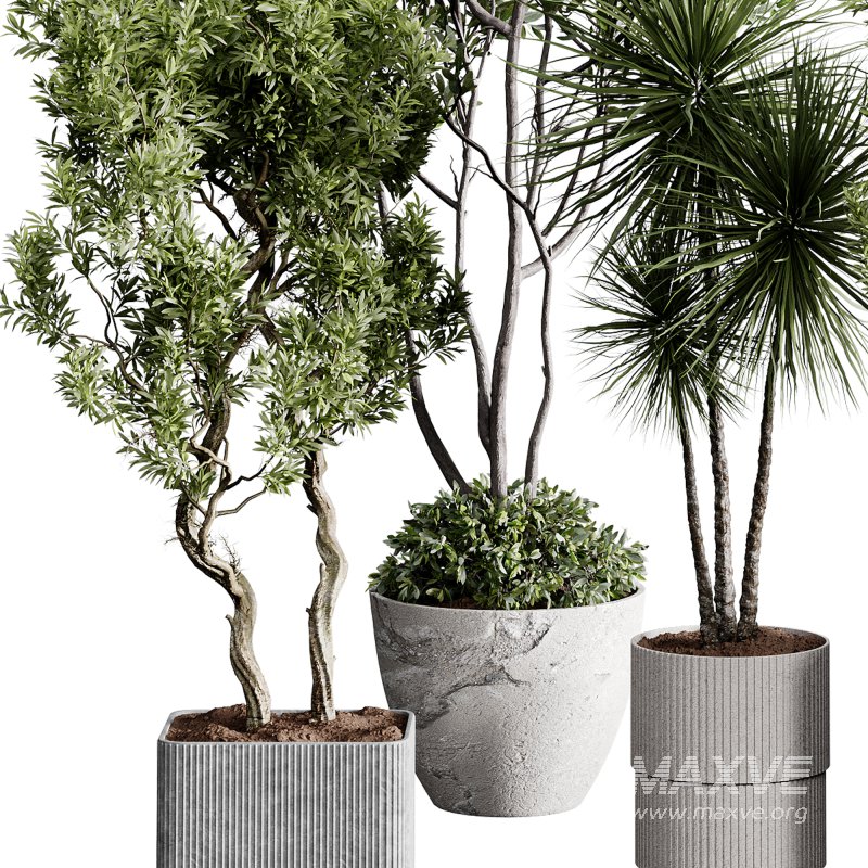 indoor plants 123 – plant collections in pot - Image 3