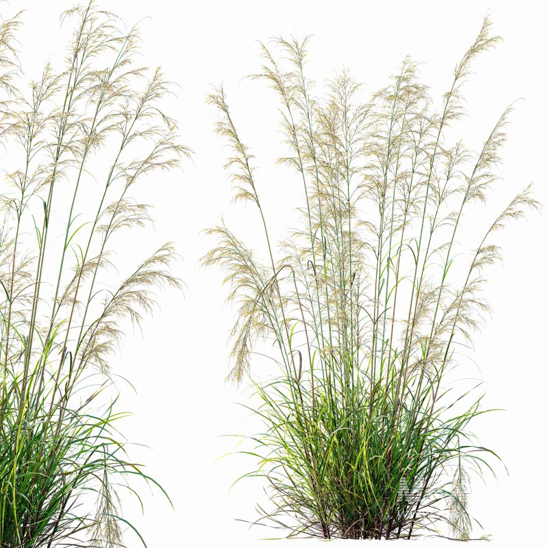ntal grasses—**Celtica gigantea** (Golden Oats Grass) and **Nassella tenuissima** (Mexican Feather Grass)—curated for naturalistic, windswept landscapes and high-end 3D visualizations. - Image 7