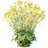 Alchemilla mollis flower Plant 02 - Thumbnail 5