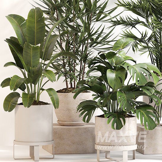 Indoor Plant Set 0158 - Image 2