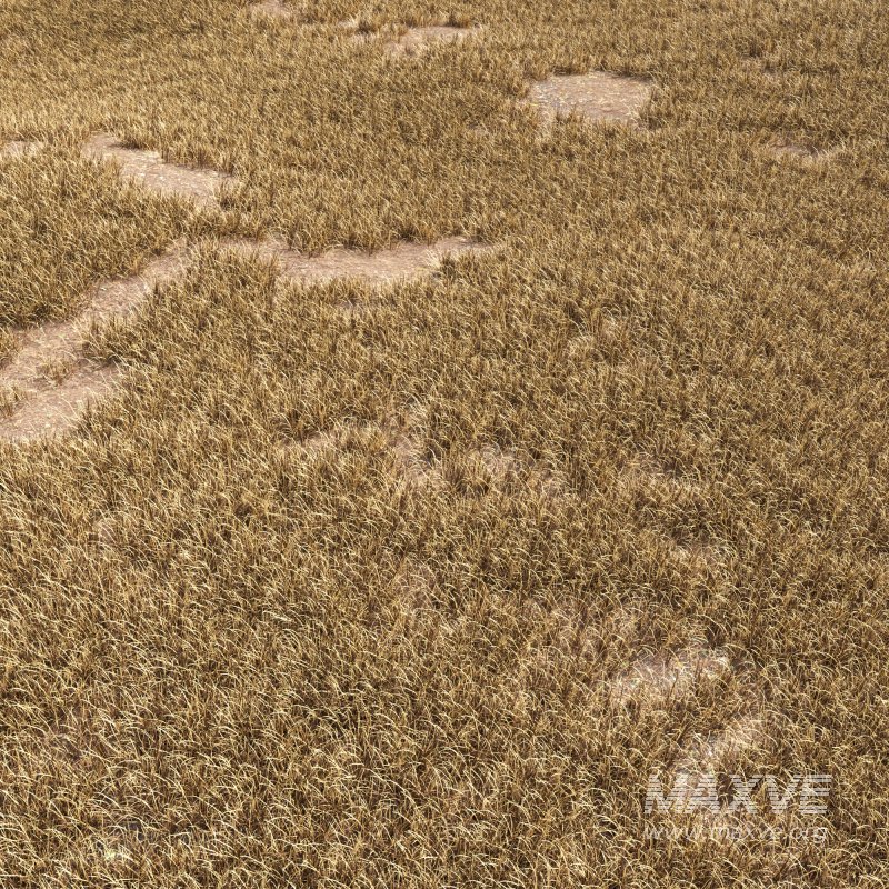 meadow (autumn) - Image 5