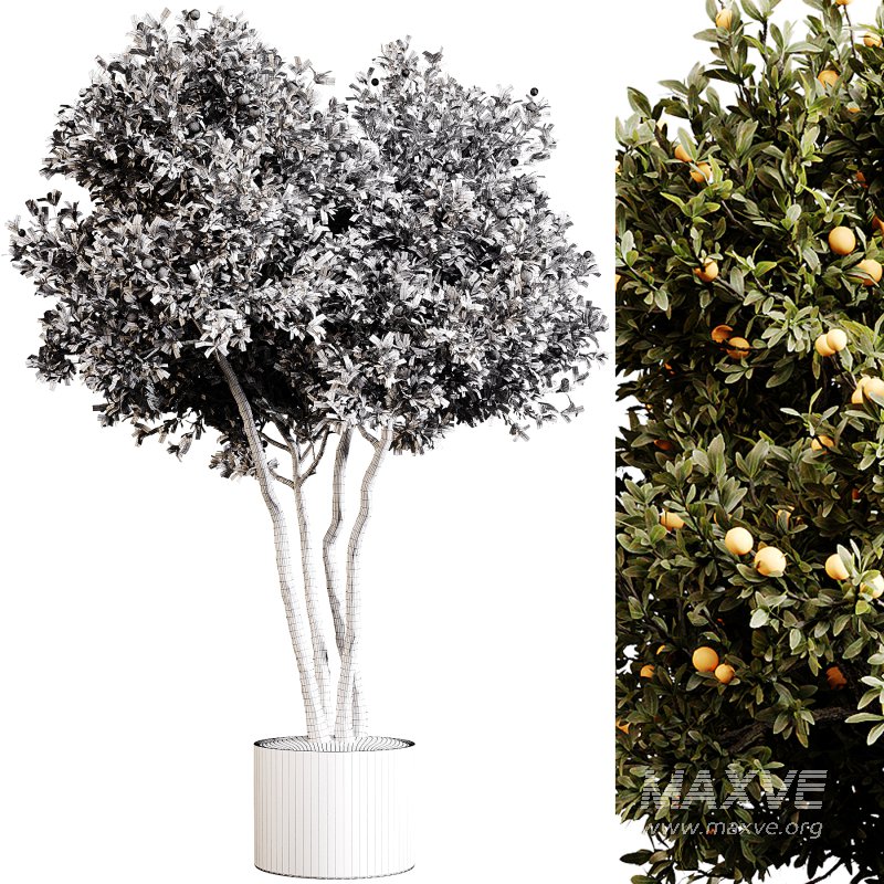 Indoor plants 80 – Plant in pot - Image 1