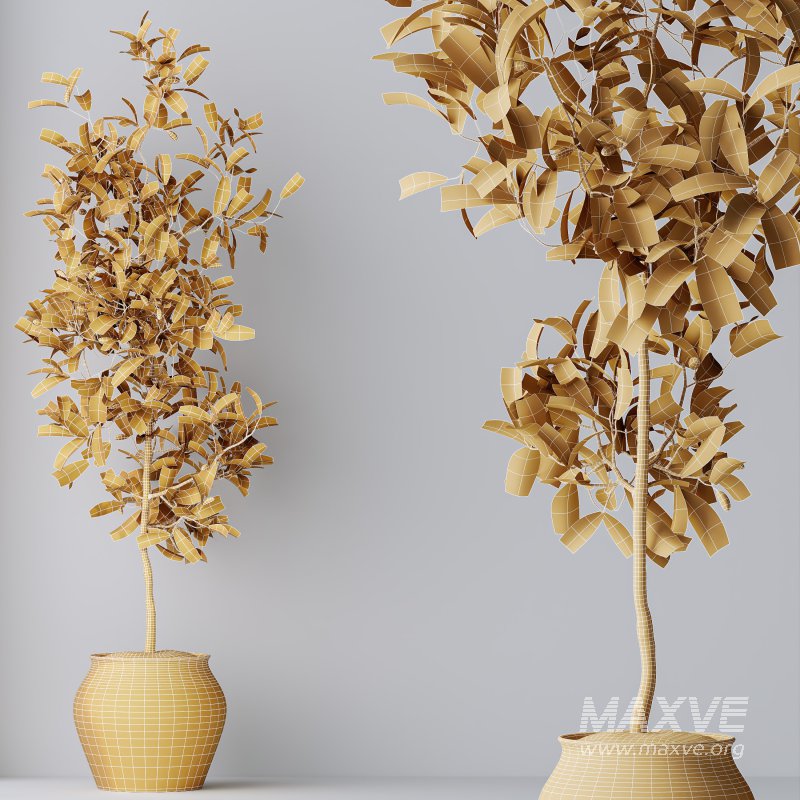 AV Indoor Plants Set 305 Banana Nicolai and Briful Pachira Aquatica and Yucca Aloifolia - Image 9