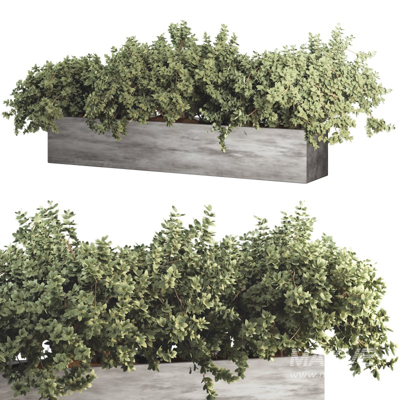 Outdoor Bush Collection in Pot 011 - Image 4