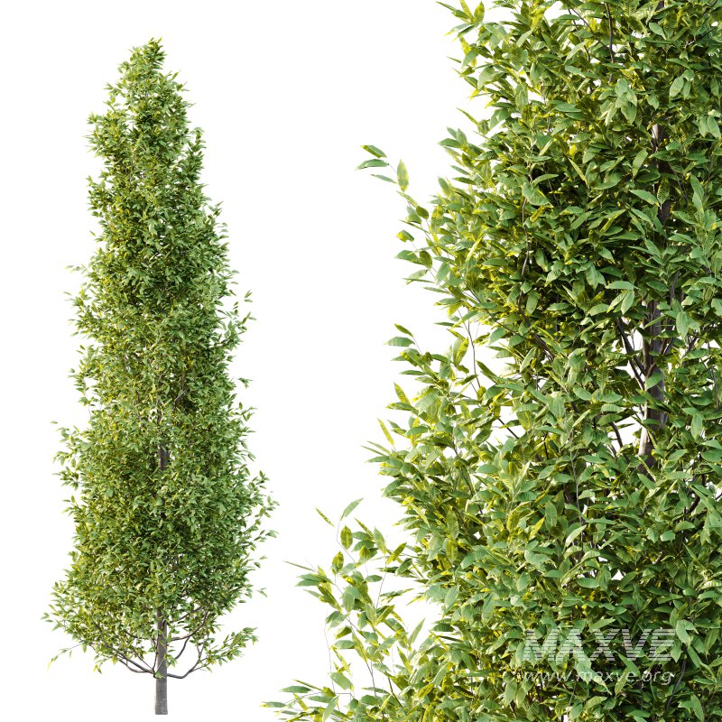 Different Trees 33 - Image 3