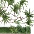 Indoor_Plant_Yucca_Set_12 - Thumbnail 5