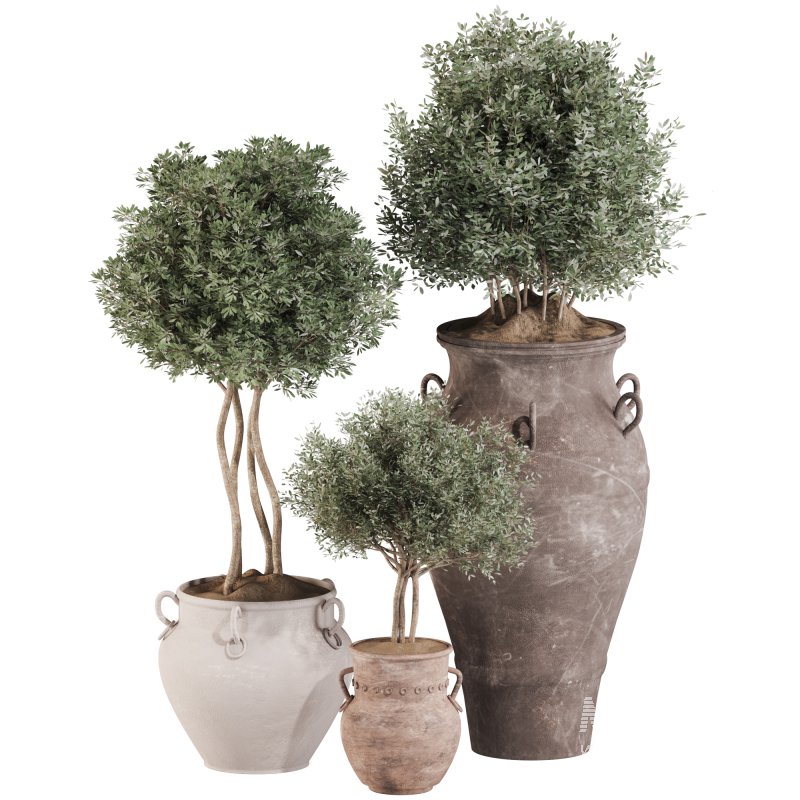 Outdoor Tree Collection in Pot 02 - Image 2