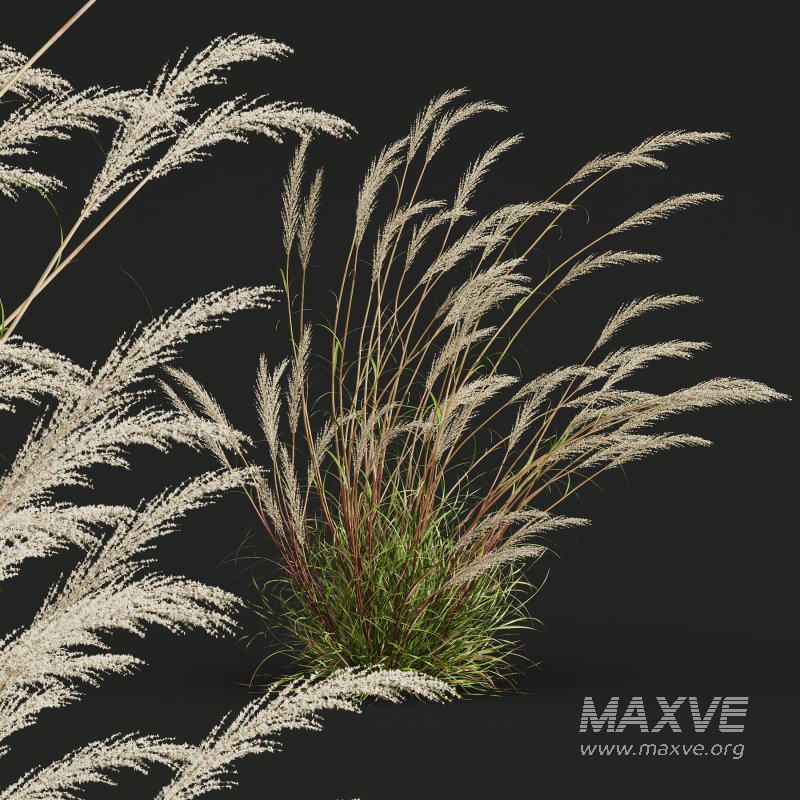 ntal grass hybrid that brings vertical elegance to any garden or architectural visualization. Originally cultivated in Germany and widely popularized across Europe and North America, this perennial grass features upright, feather-like plumes and narrow green blades that shift to golden hues in late summer. Its architectural form, graceful sway in the wind, and low-maintenance nature make it a favorite among designers looking to evoke movement, rhythm, and a naturalistic softness in modern landscapes. - Image 2