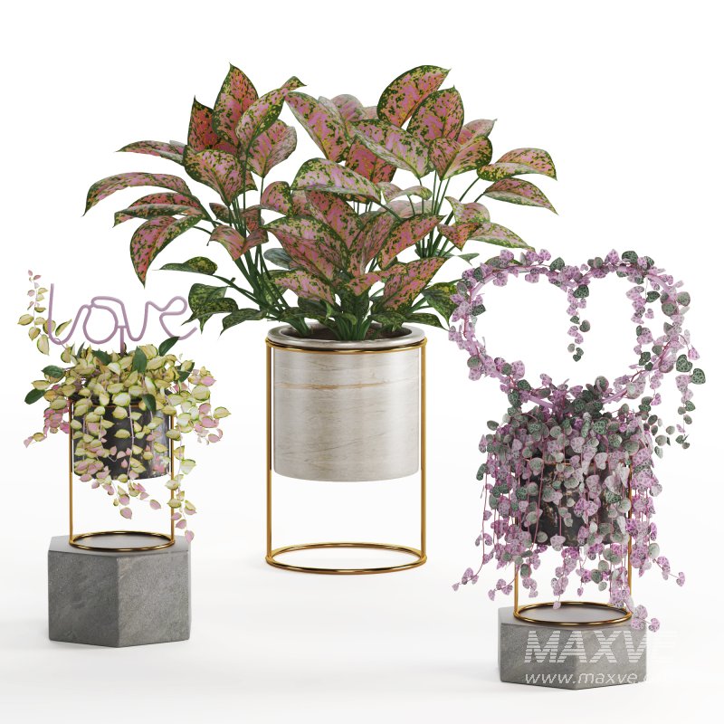 Indoor Plant Valentine Heart Shape Hoya Carnosa Aglaonema Pink Pearl - Image 1