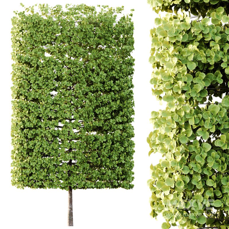 fagus sylvatica tree 18 - Image 2