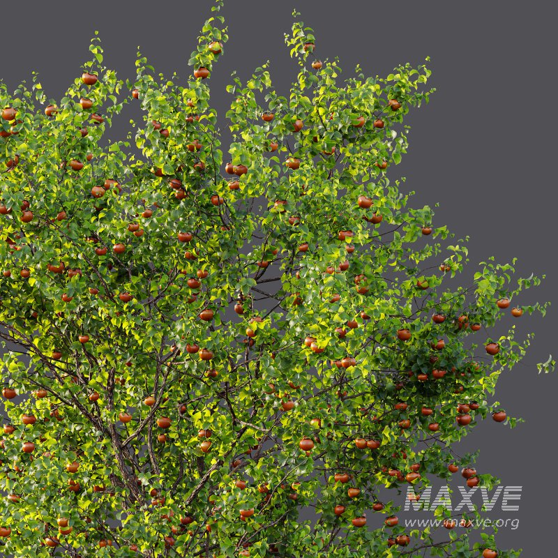 AV Fruit Trees Diospyros Kaki Persimmon and Malus Pumila Apple Green - Image 10