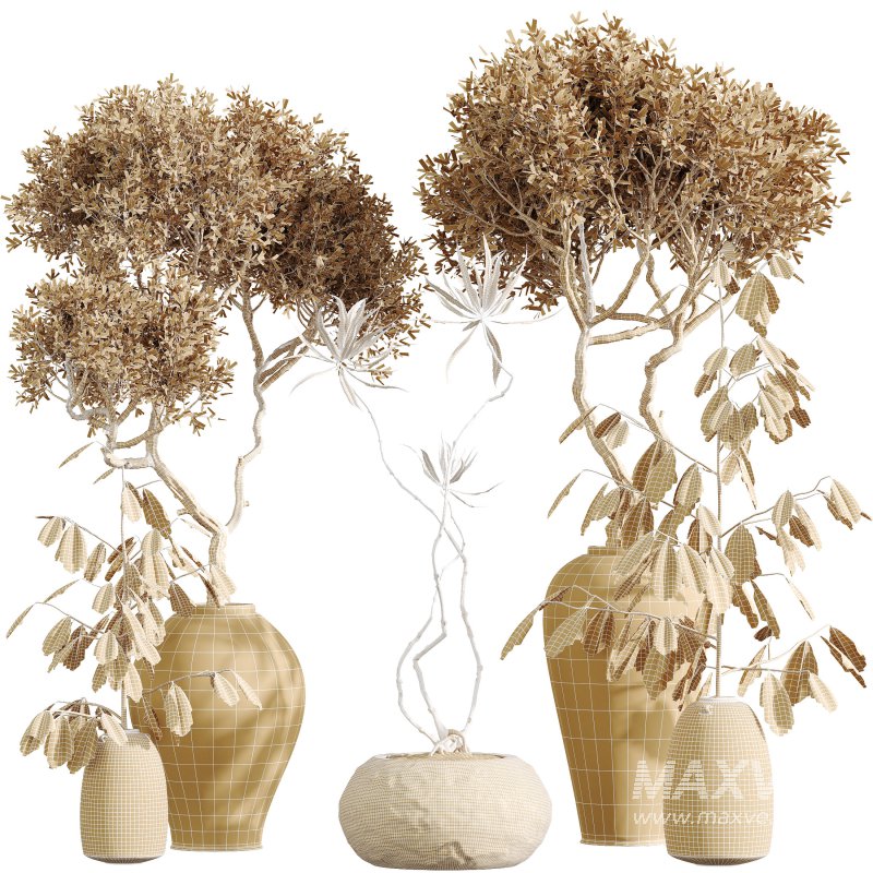 AV Indoor Plants Set 299 Japandi Ficus Dracaena Marginata and Mission Arbequina Olive - Image 12