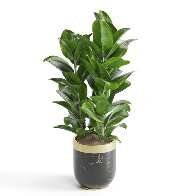 Indoor Plant Rubber Ficus - Image 3