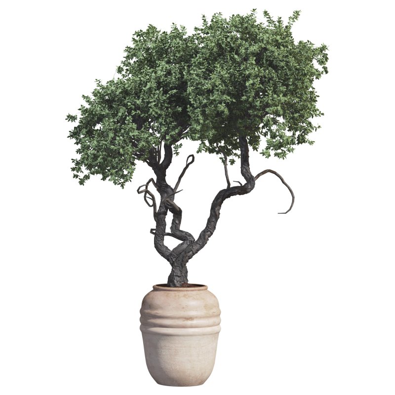 Outdoor Plant 09 - Image 4