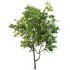 AV Fruit Trees Prunus Salicina Plum Pflaume and Pear Pyrus Communis - Thumbnail 3