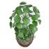 Indoor Plant Pilea in basket pot - Thumbnail 2