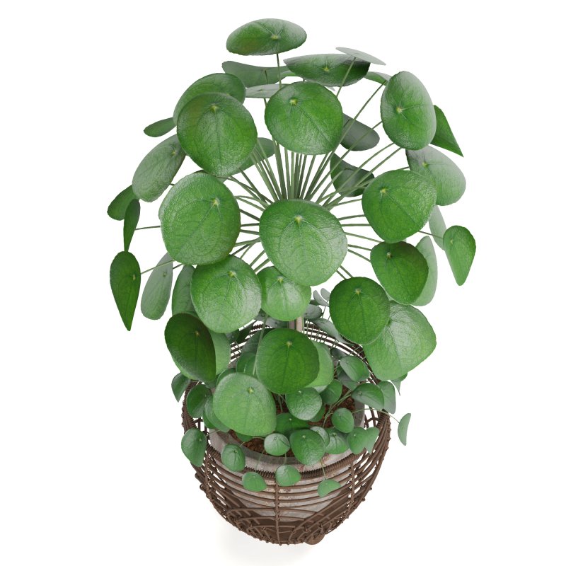 Indoor Plant Pilea in basket pot - Image 2