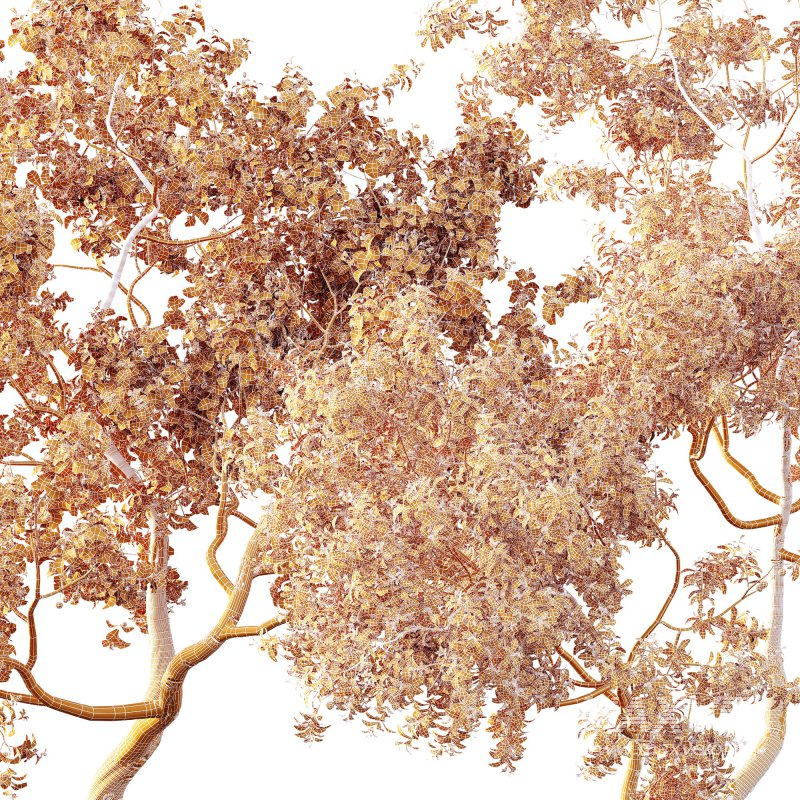 ntal and culinary value. - Image 13