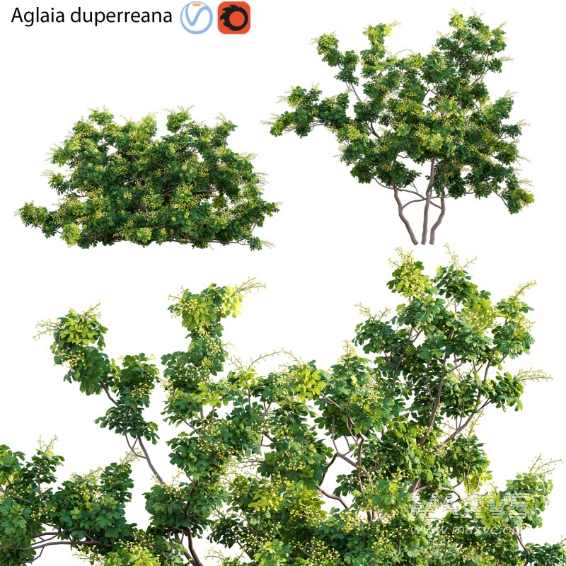 Aglaia duperreana 03 - Image 1