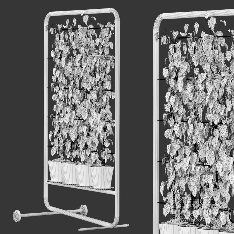 pathos plant - Image 2