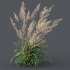 ntal grasses: Cortaderia Selloana (Pampas Grass) and Nassella Tenuissima (Mexican Feather Grass). With their graceful, airy plumes and gently arched green blades, these models are ideal for naturalistic landscapes, boho gardens, wild gardens, or accent planting. - Thumbnail 2