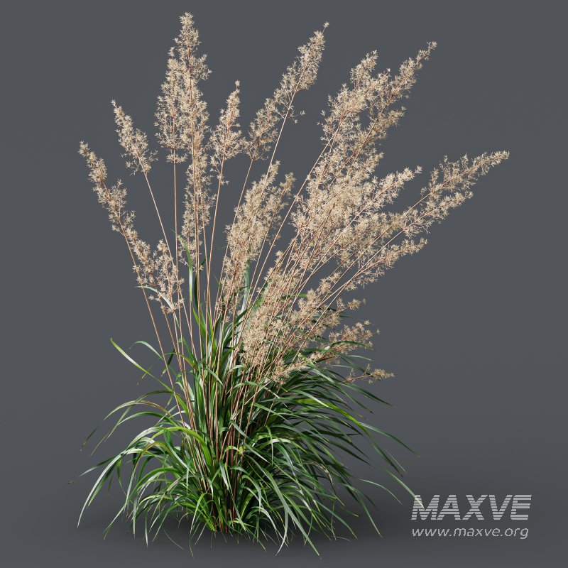 ntal grasses: Cortaderia Selloana (Pampas Grass) and Nassella Tenuissima (Mexican Feather Grass). With their graceful, airy plumes and gently arched green blades, these models are ideal for naturalistic landscapes, boho gardens, wild gardens, or accent planting. - Image 2
