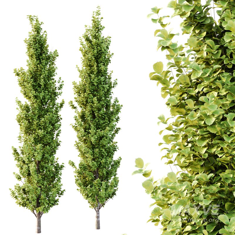 fagus sylvatica tree 09 - Image 2