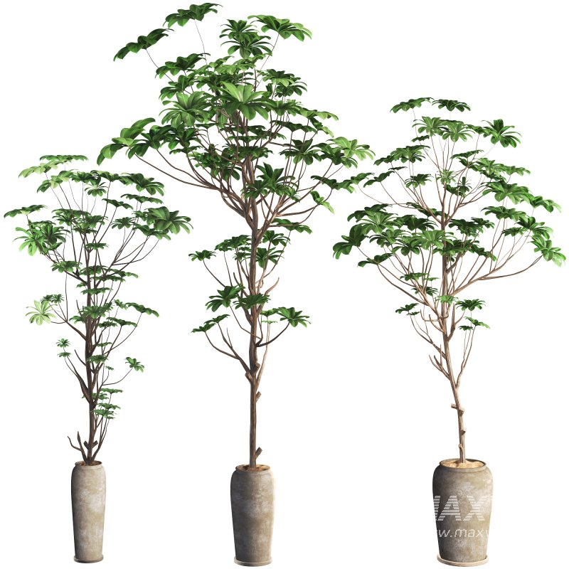 indoor plant 010 - Image 1