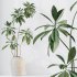AV Indoor Plants Set 303 Europaea Olive Eucalyptus and Alocasia Jardin and Ficus Fig - Thumbnail 7