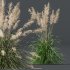 ntal grasses: Cortaderia Selloana (Pampas Grass) and Nassella Tenuissima (Mexican Feather Grass). With their graceful, airy plumes and gently arched green blades, these models are ideal for naturalistic landscapes, boho gardens, wild gardens, or accent planting. - Thumbnail 4