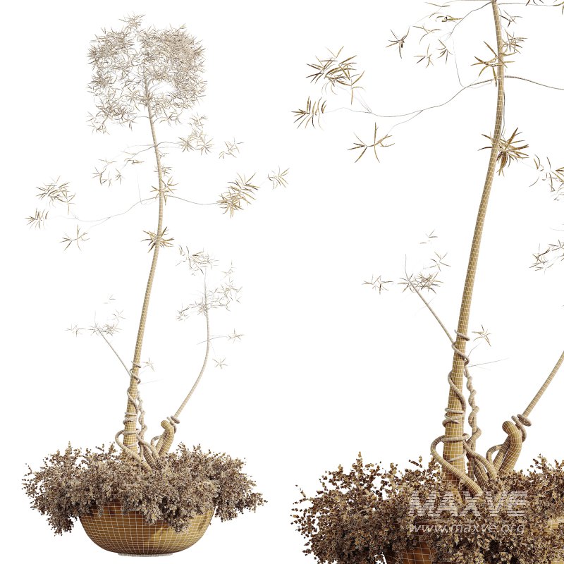 AV Indoor Plants Set 306 Japandi Decorative Minimalism Ficus Dracaena Marginata - Image 10