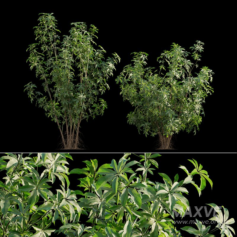 Schefflera arboricola_03 - Image 1