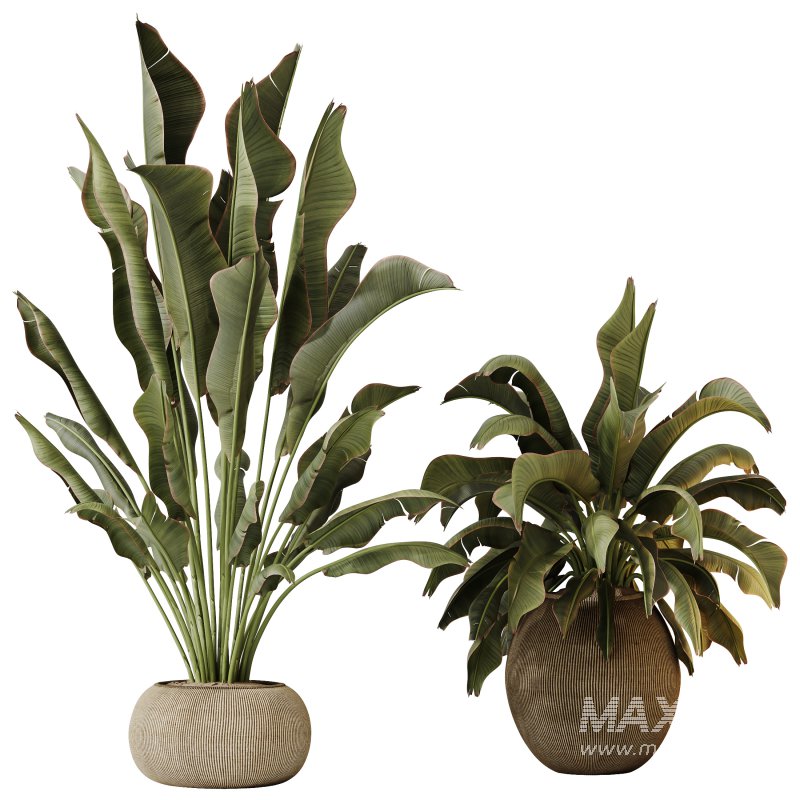 AV Indoor Plants Set 285 Ravenala Banana Strelitzia Nicolai Bird Of Paradise Set - Image 1