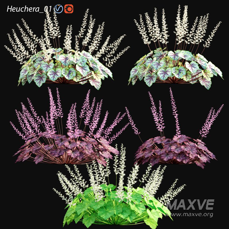 Heuchera – Coral Bells 01 - Image 1