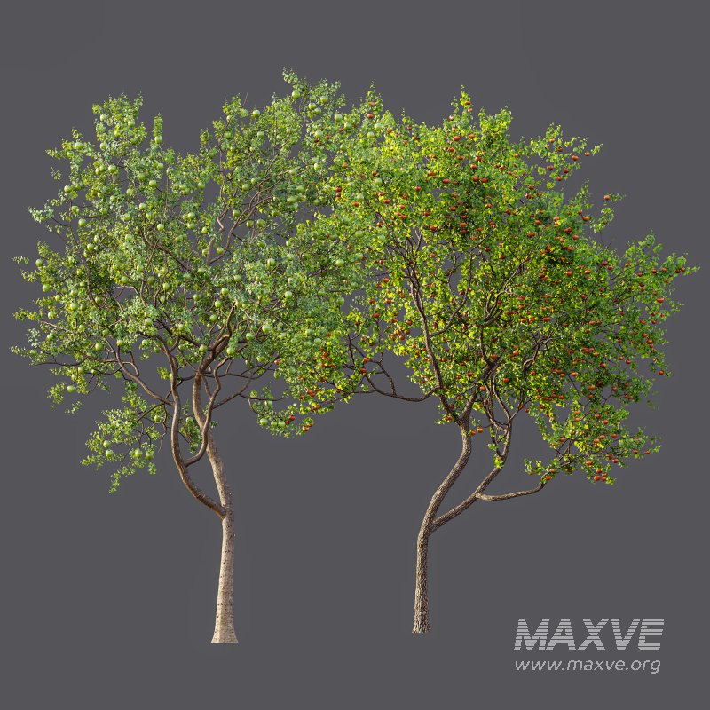 AV Fruit Trees Diospyros Kaki Persimmon and Malus Pumila Apple Green - Image 9