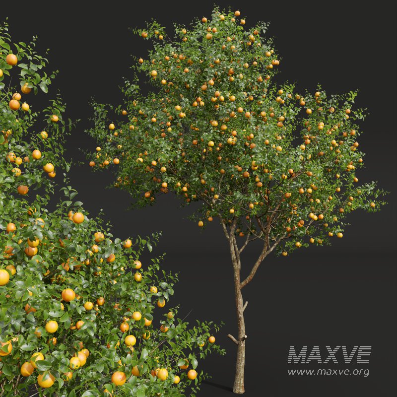 AV Fruit Trees Malus Pumila Apple Yellow and Citrus Sinensis Orange Arancio - Image 7