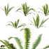 Nephrolepis cordifolia 01 - Thumbnail 1