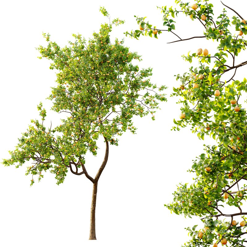 AV Fruit Trees Pear Pyrus Communis Red and Armeniaca Vulgaris Prunus - Image 3