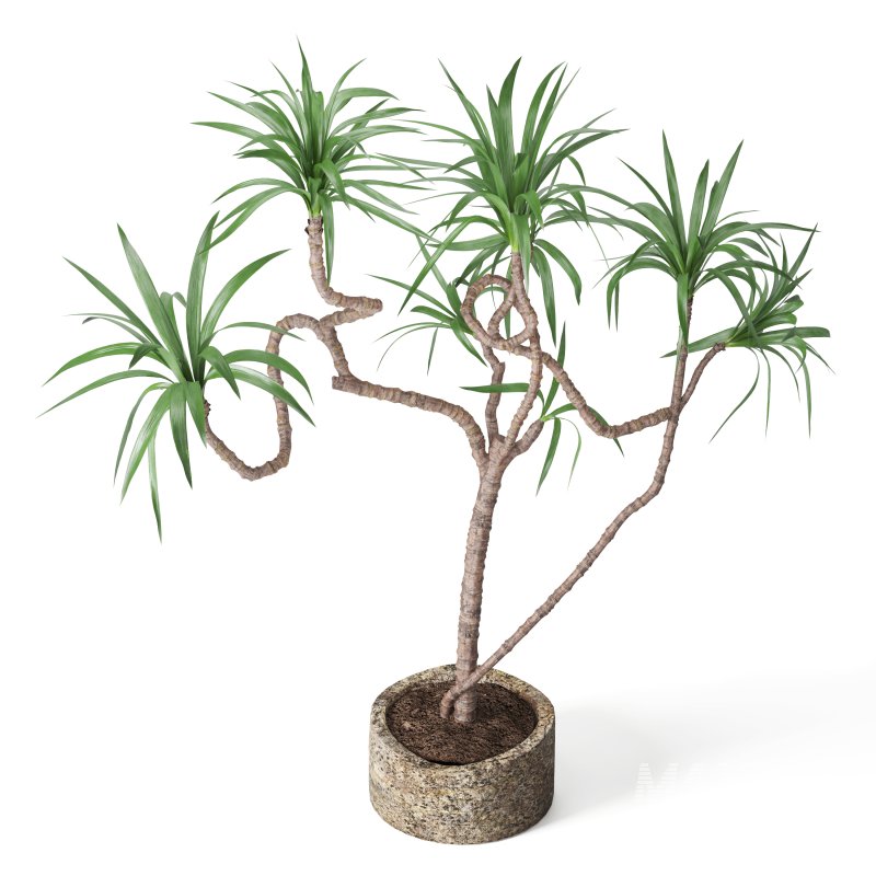 Indoor Plant Yucca in stone planter - Image 1