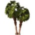 Palm tree Set33 - Thumbnail 4