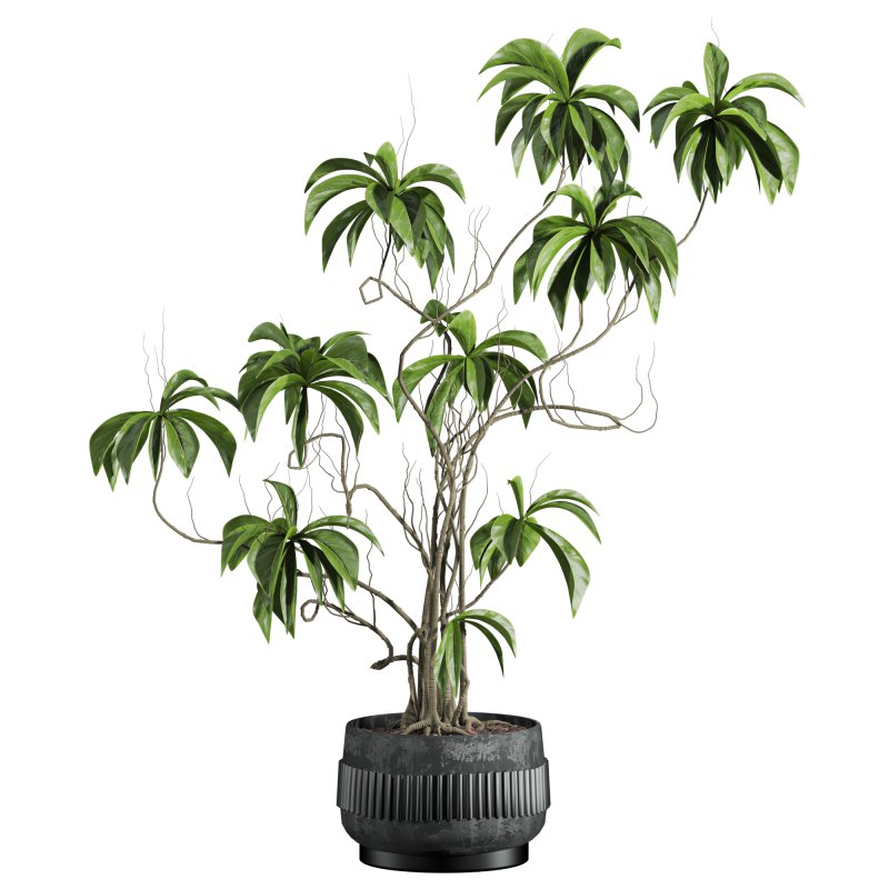potted plant - Image 1