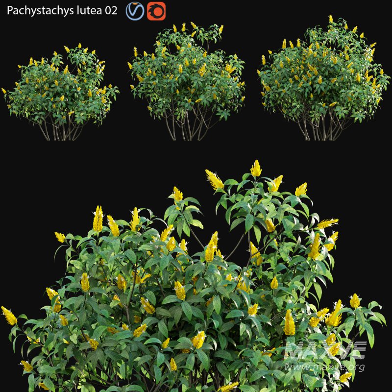 Pachystachys lutea -Lollipop plant – Golden shrimp plant 02 - Image 1