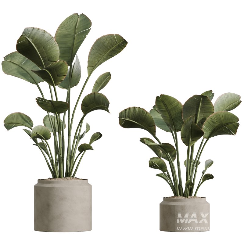 AV Indoor Plants Set 297 Fruit Orange and Banana Strelitzia Nicolai and Olive - Image 2