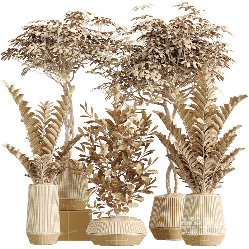 AV Indoor Plants Set 301 Zamiifolia and Schefflera Umbrella and Ficus Microcarpa - Image 5