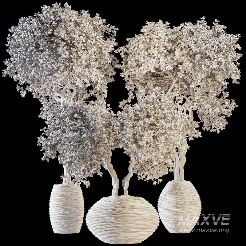 Indoor Plant Set 03 - Image 7