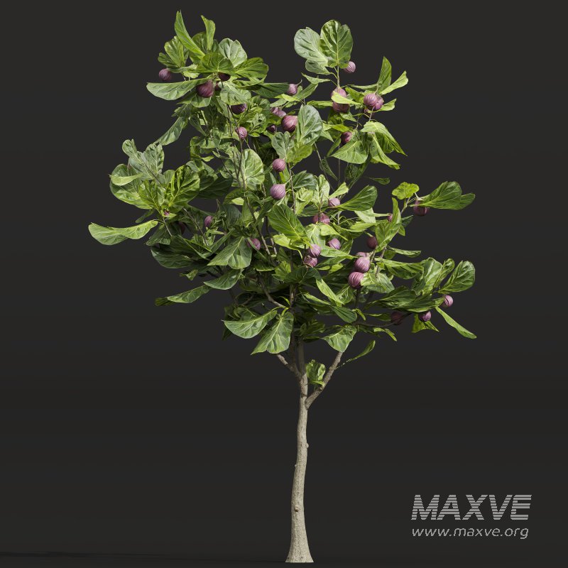 ntal uses. - Image 2