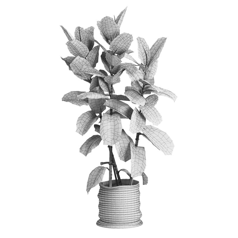 Indoor Plant Ficus Elastica Ruby - Image 2